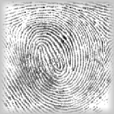 fingerprint